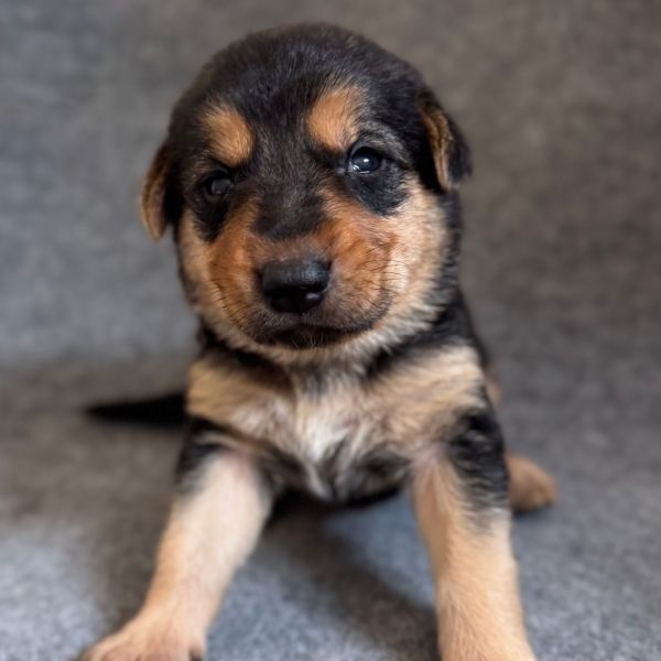 Cooper