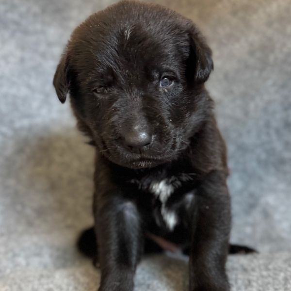 Maverick
