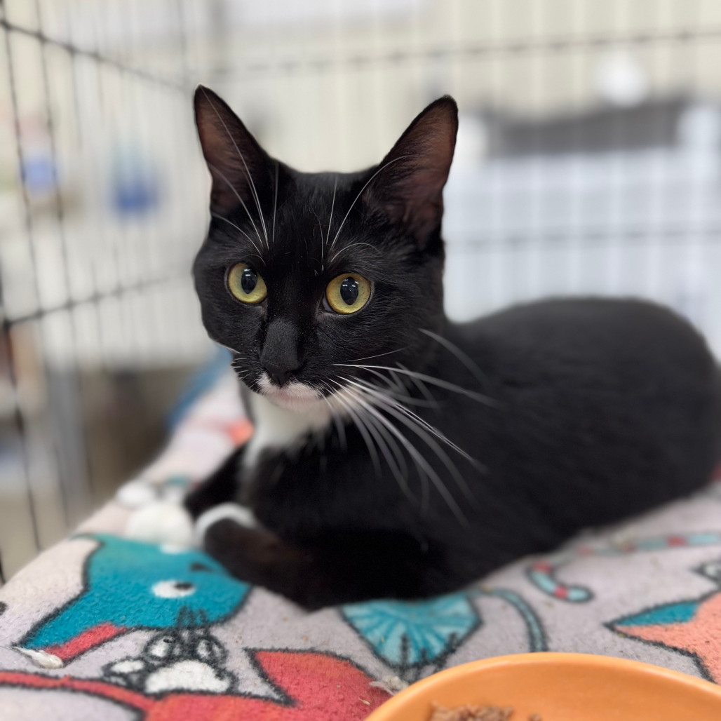 Ice Cream Sandwich, an adoptable Domestic Short Hair in Redwood Falls, MN, 56283 | Photo Image 2