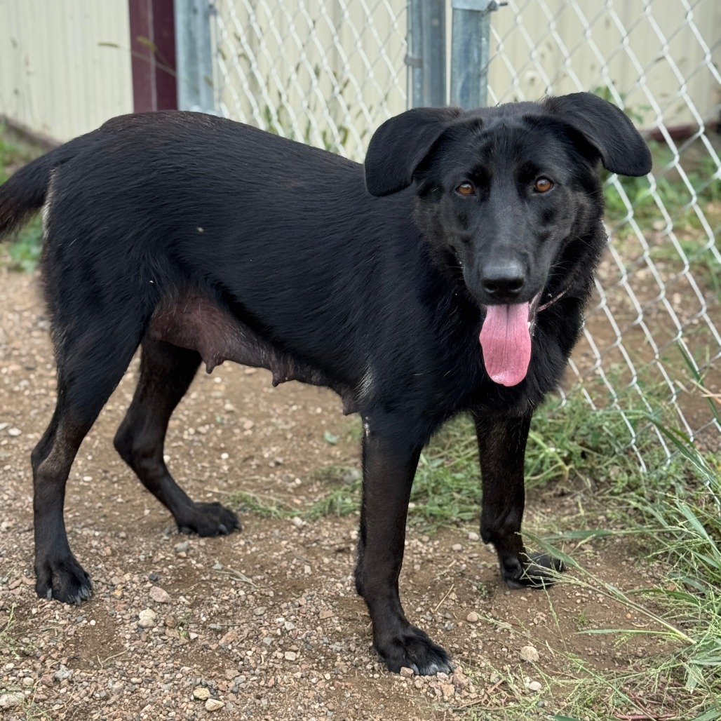 Silk, an adoptable German Shepherd Dog, Black Labrador Retriever in Redwood Falls, MN, 56283 | Photo Image 1