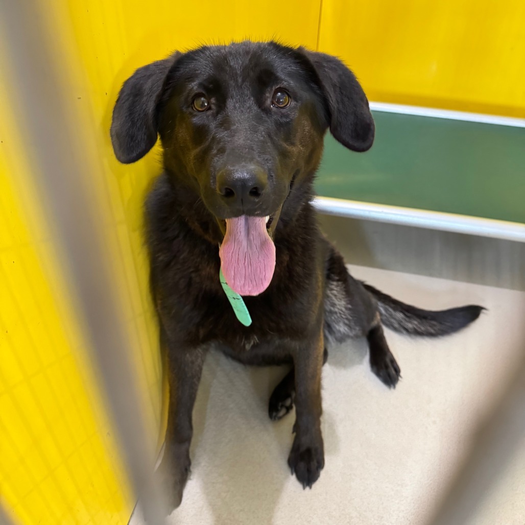 Silk, an adoptable German Shepherd Dog, Black Labrador Retriever in Redwood Falls, MN, 56283 | Photo Image 2