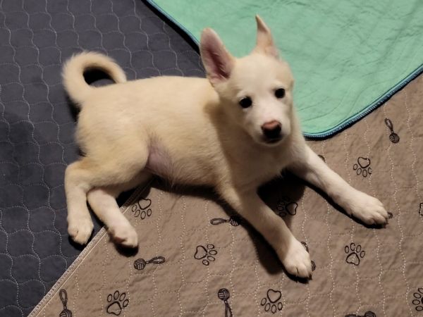 ELOISE