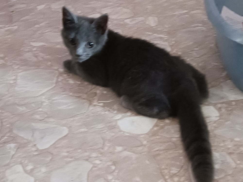 Bleu
