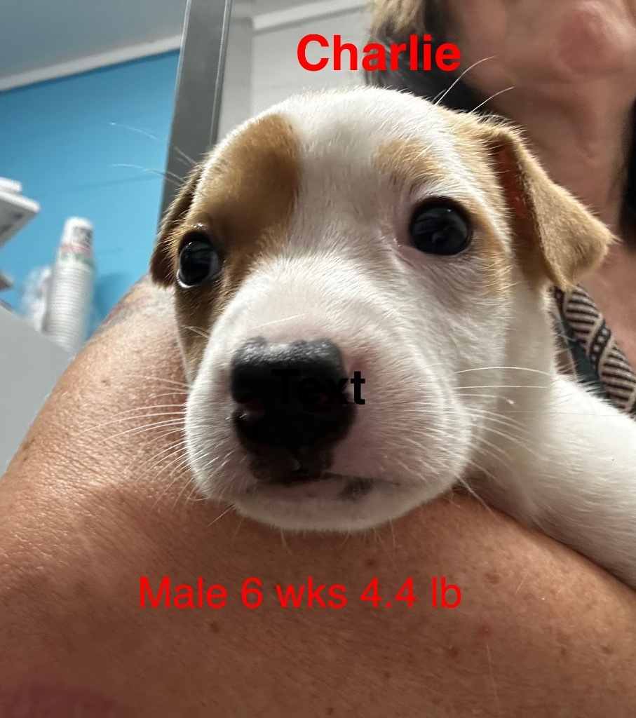 Charlie