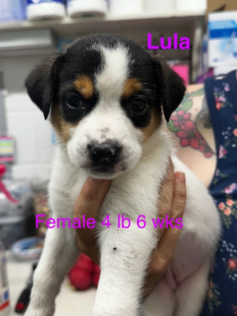 Lula