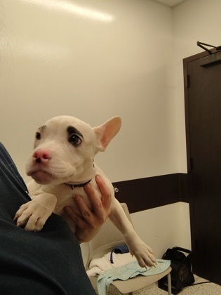 Pua