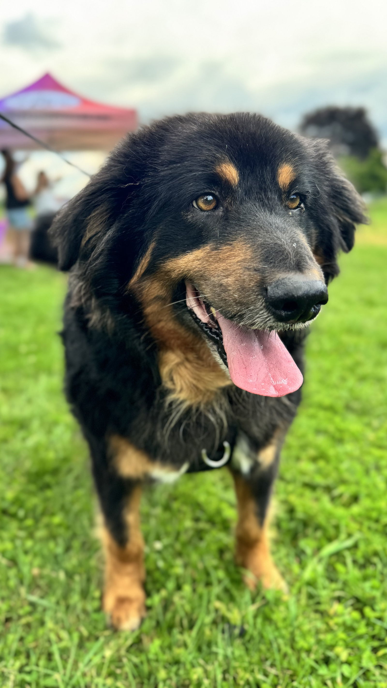 Cooper