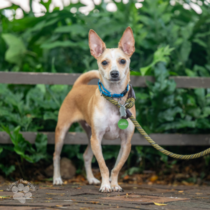 Ryu, an adoptable Chihuahua, Mixed Breed in Honolulu, HI, 96826 | Photo Image 1