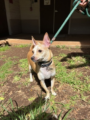 Ryu, an adoptable Chihuahua, Mixed Breed in Honolulu, HI, 96826 | Photo Image 2