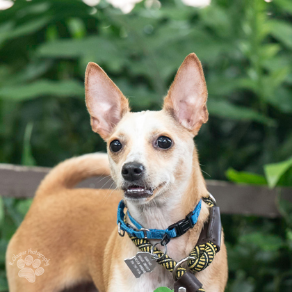 Ryu, an adoptable Chihuahua, Mixed Breed in Honolulu, HI, 96826 | Photo Image 2