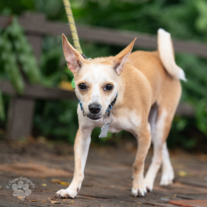 Ryu, an adoptable Chihuahua, Mixed Breed in Honolulu, HI, 96826 | Photo Image 3