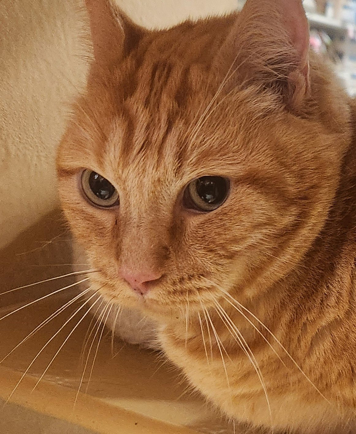 Peter, an adoptable Munchkin in Oakland Park, FL, 33334 | Photo Image 1