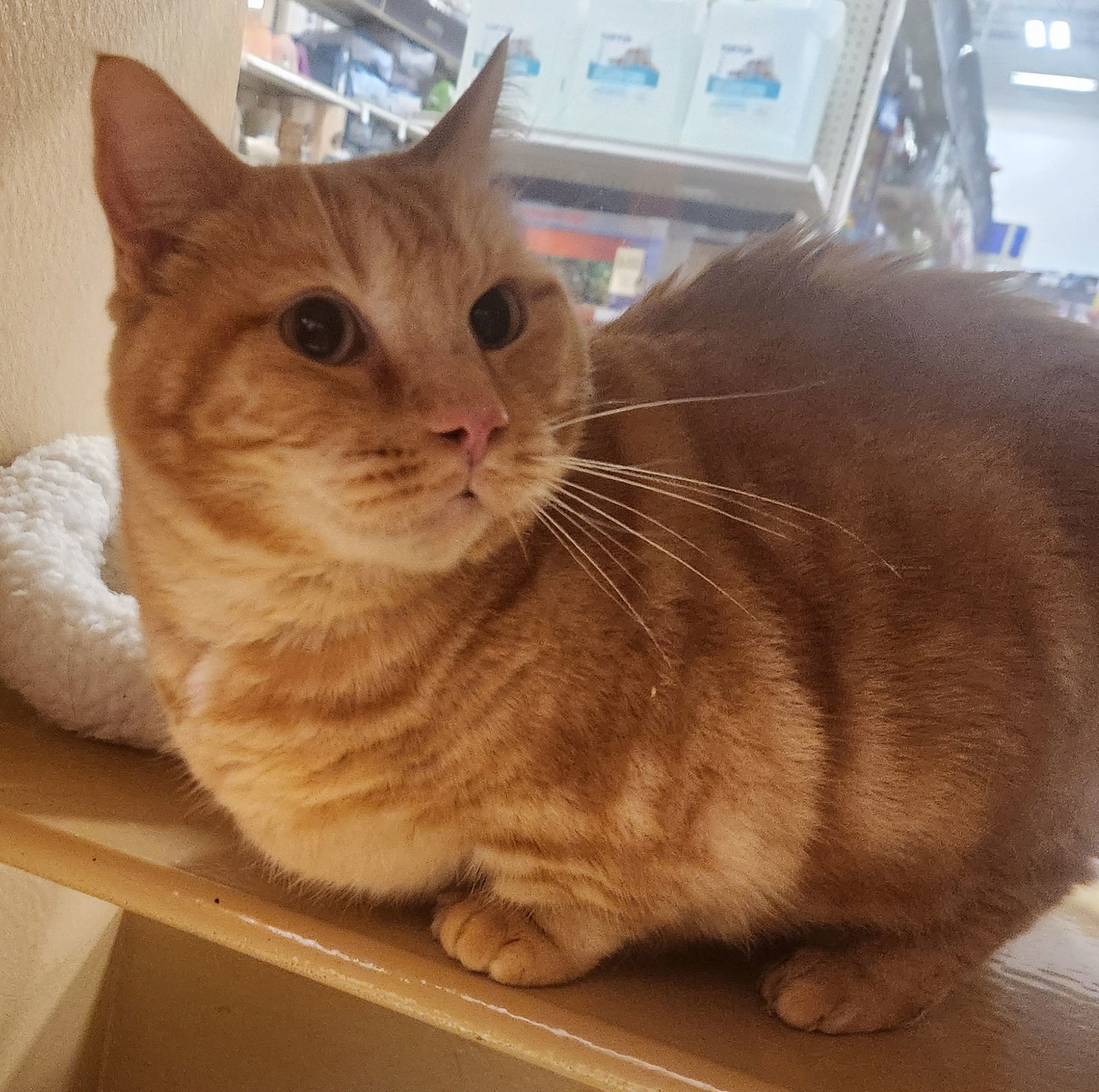 Peter, an adoptable Munchkin in Oakland Park, FL, 33334 | Photo Image 2