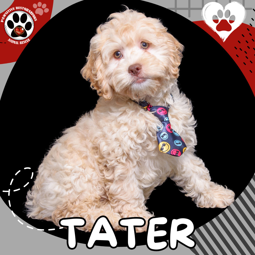 TATER, an adoptable Cockapoo in Aurora, CO, 80016 | Photo Image 1