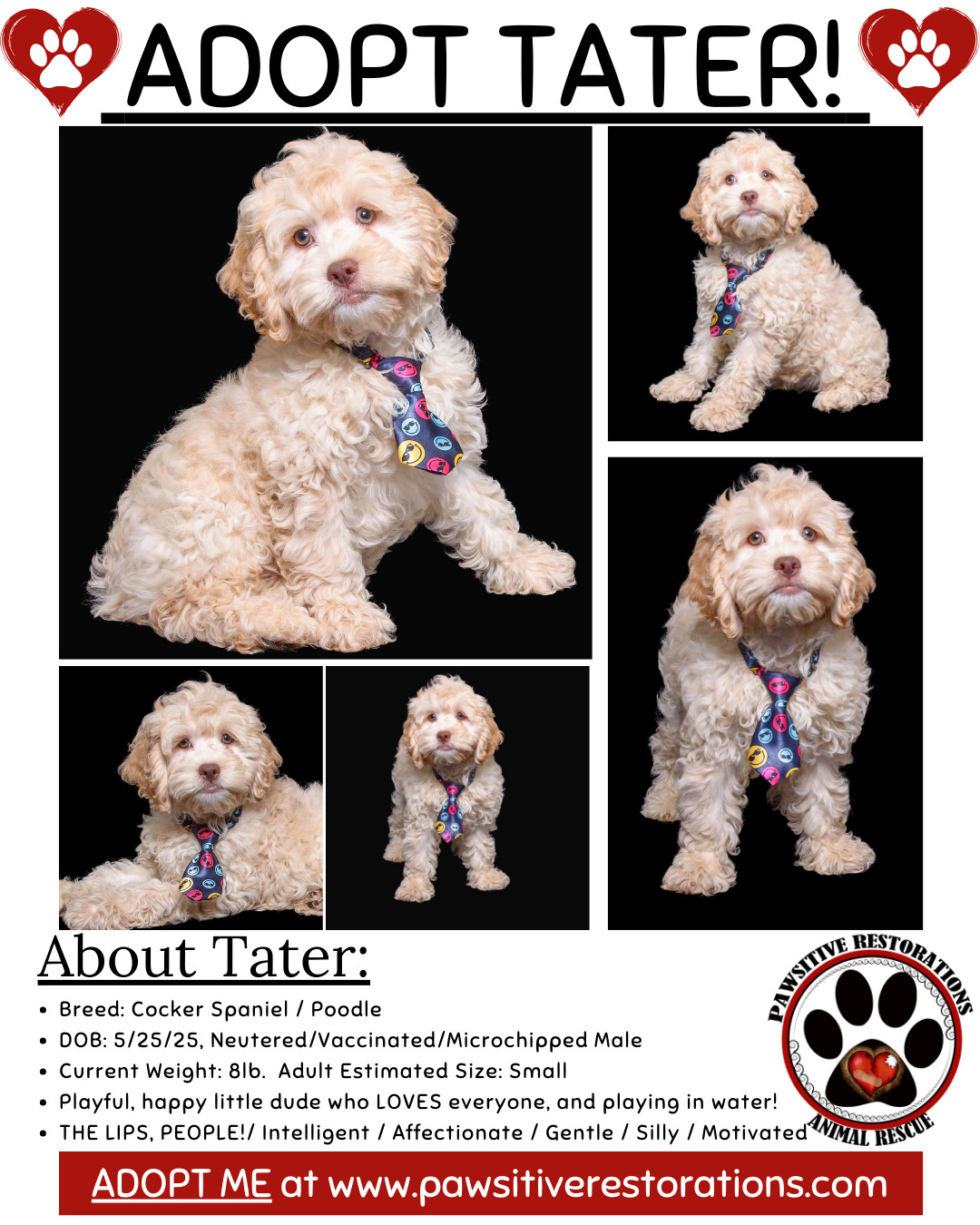 TATER, an adoptable Cockapoo in Aurora, CO, 80016 | Photo Image 2
