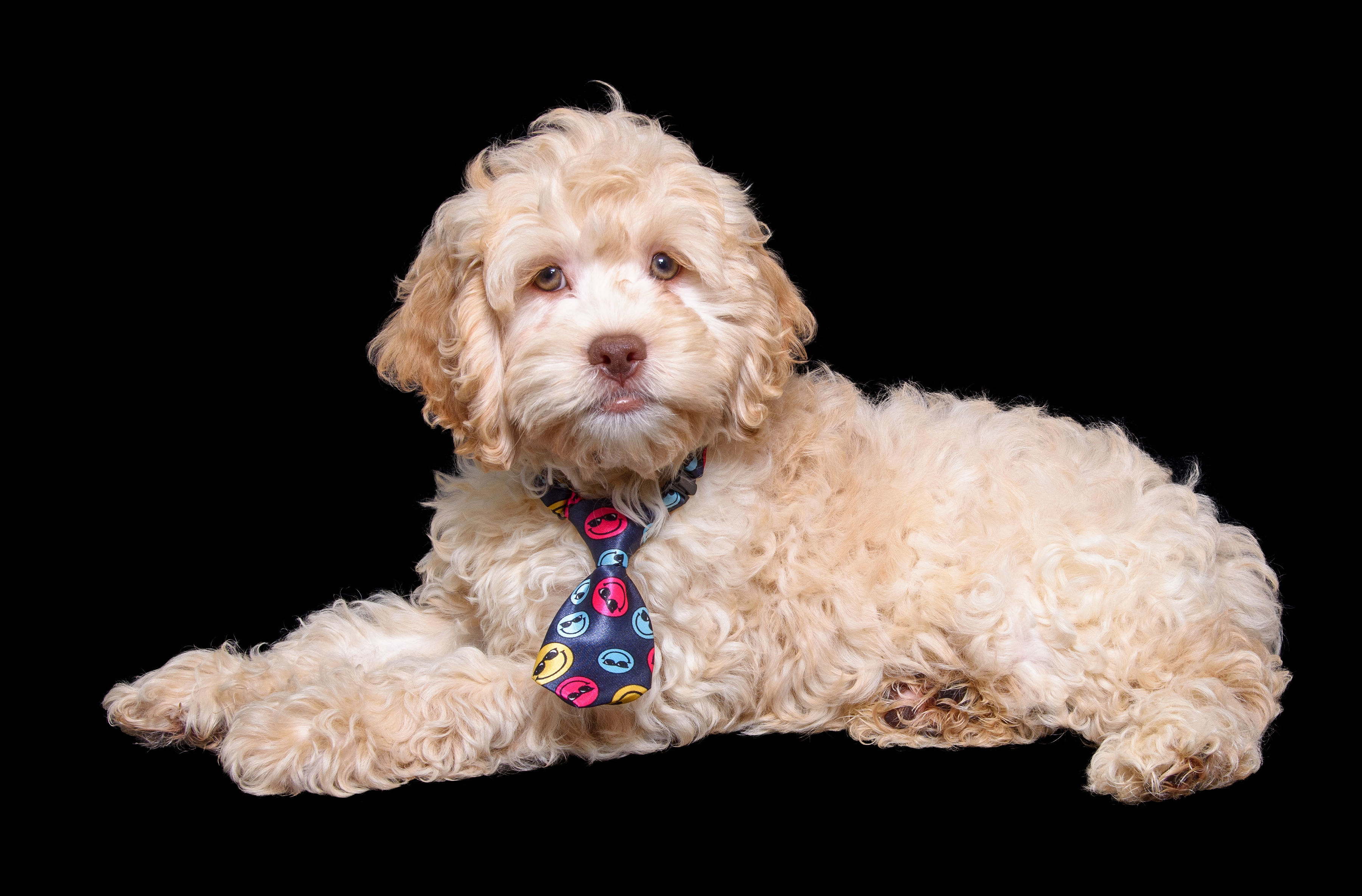 TATER, an adoptable Cockapoo in Aurora, CO, 80016 | Photo Image 3