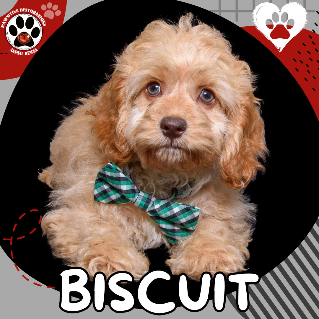 BISCUIT, an adoptable Cockapoo in Aurora, CO, 80016 | Photo Image 1