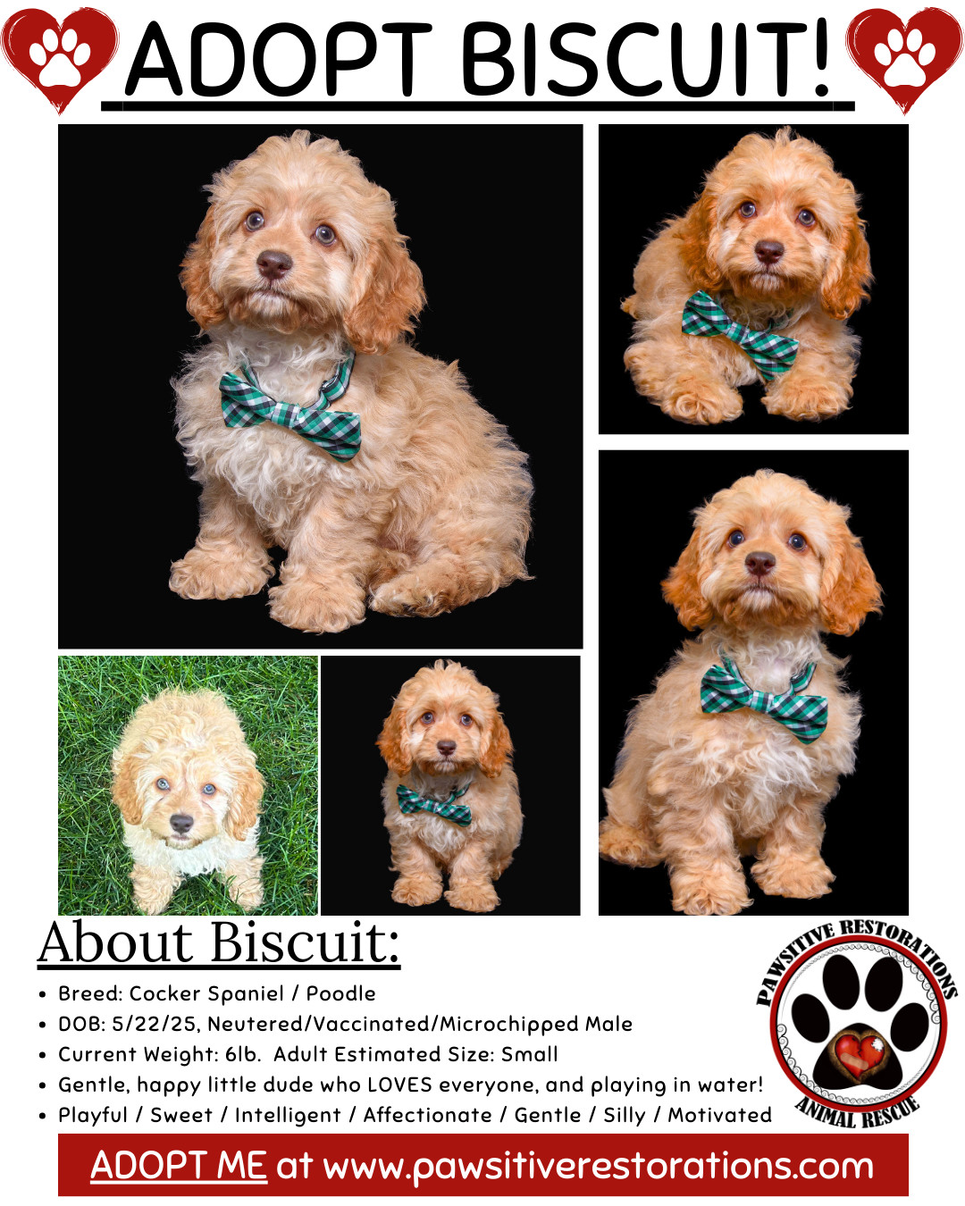 BISCUIT, an adoptable Cockapoo in Aurora, CO, 80016 | Photo Image 2