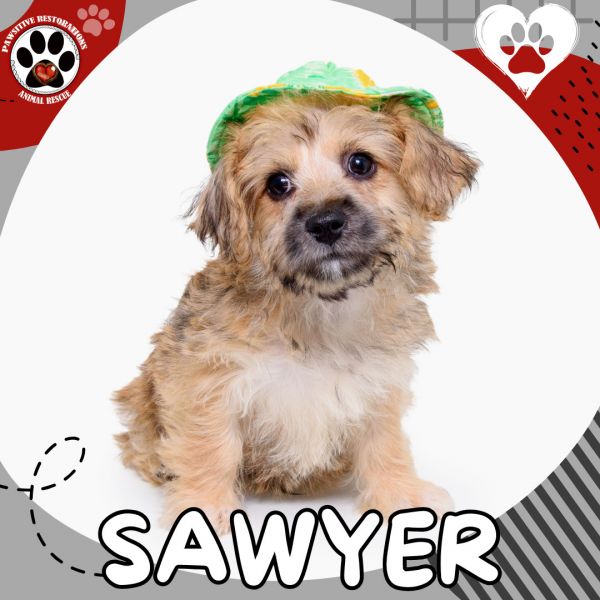 Sawyer photo 1