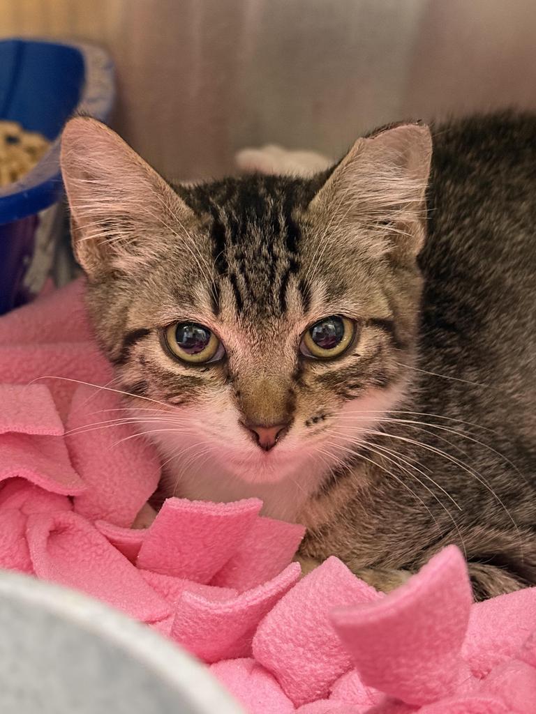 Pecan, an adoptable Domestic Short Hair in Ontario, OR, 97914 | Photo Image 1