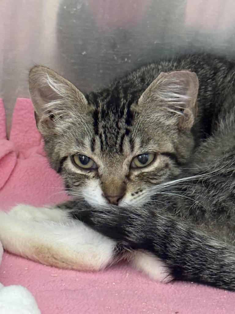 Pecan, an adoptable Domestic Short Hair in Ontario, OR, 97914 | Photo Image 2