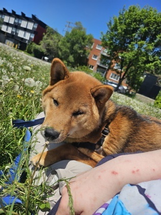 Kiro