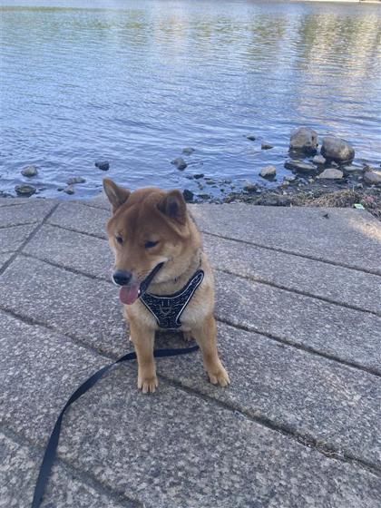 Kiro