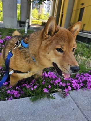 Kiro