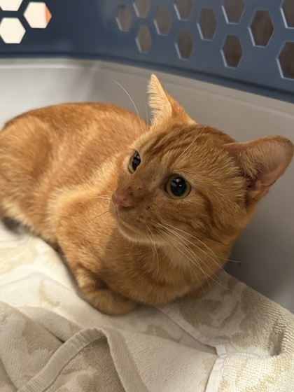 Simba