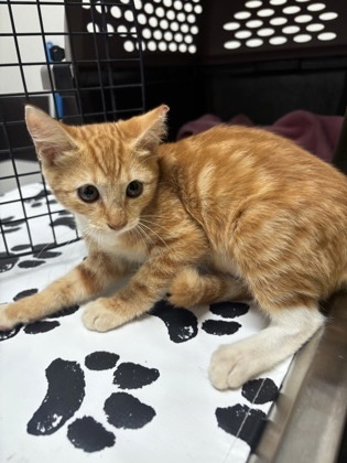 Apricot-ADOPTED