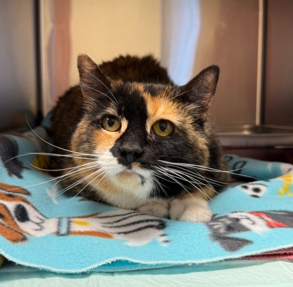 Margo, an adoptable Domestic Short Hair in Great Falls, MT, 59405 | Photo Image 1