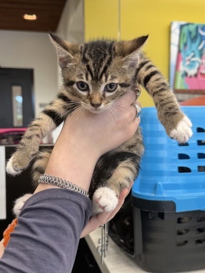 Mayfly -ADOPTED