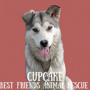 Cupcake