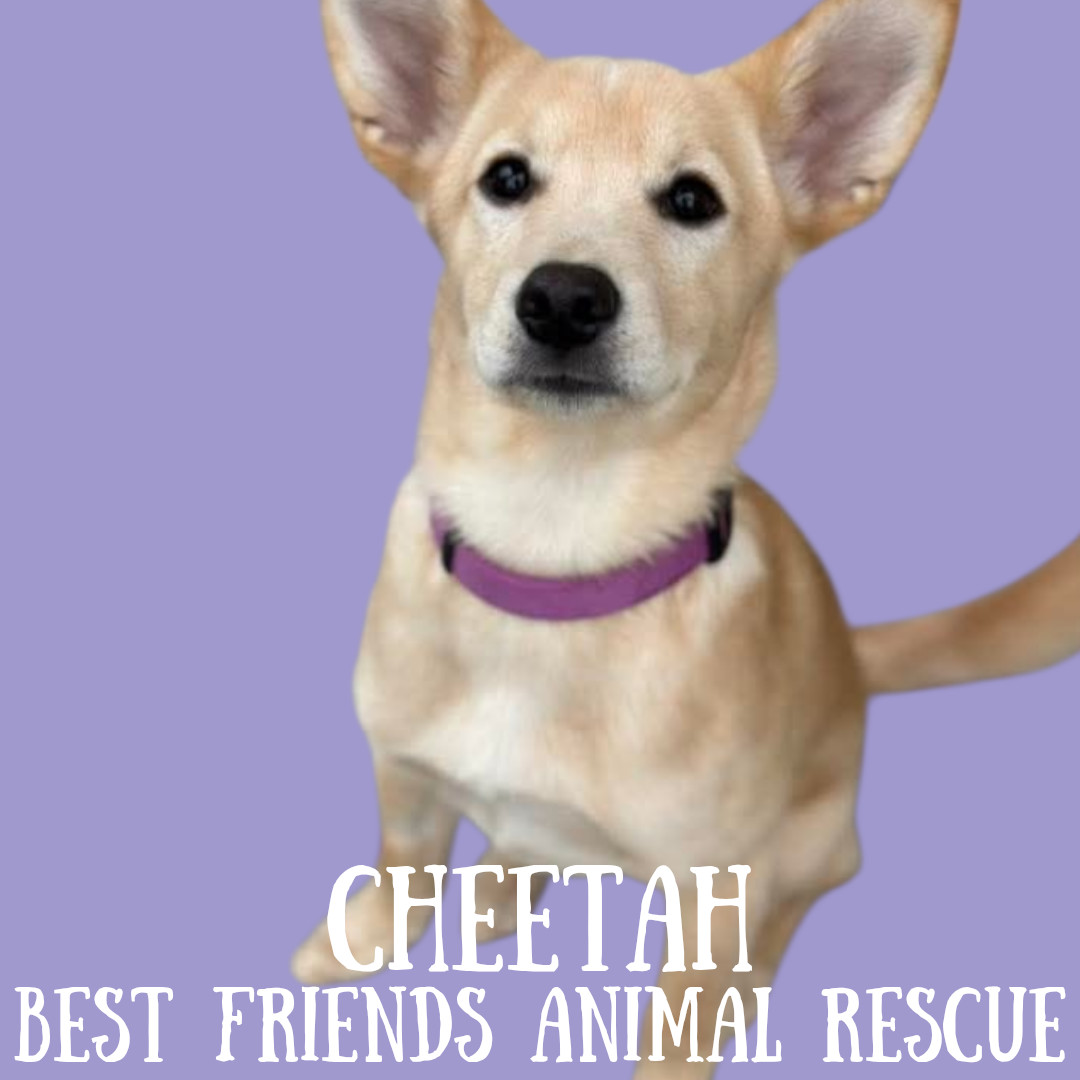 Cheetah