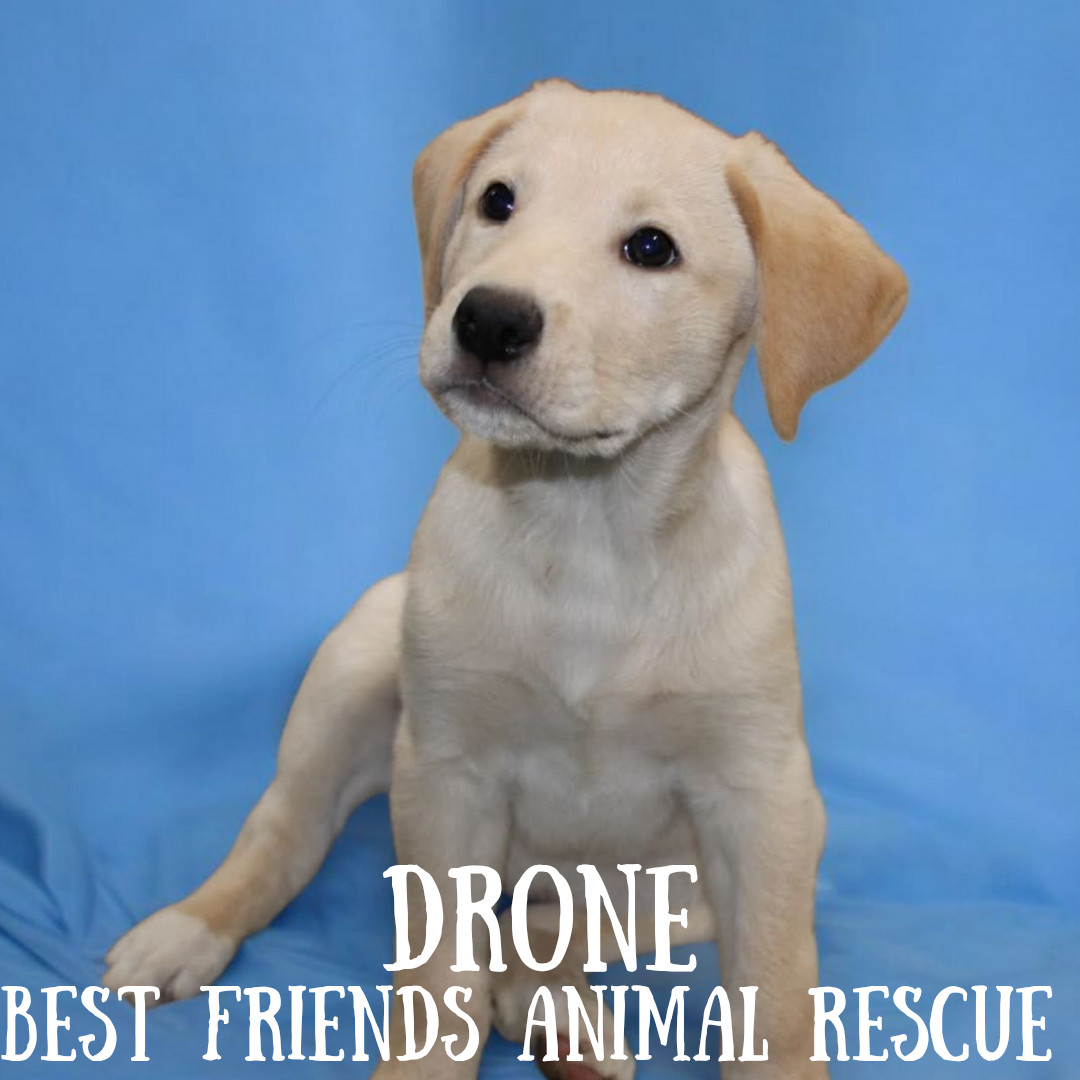 Drone, an adoptable Labrador Retriever in Wasilla, AK, 99654 | Photo Image 1