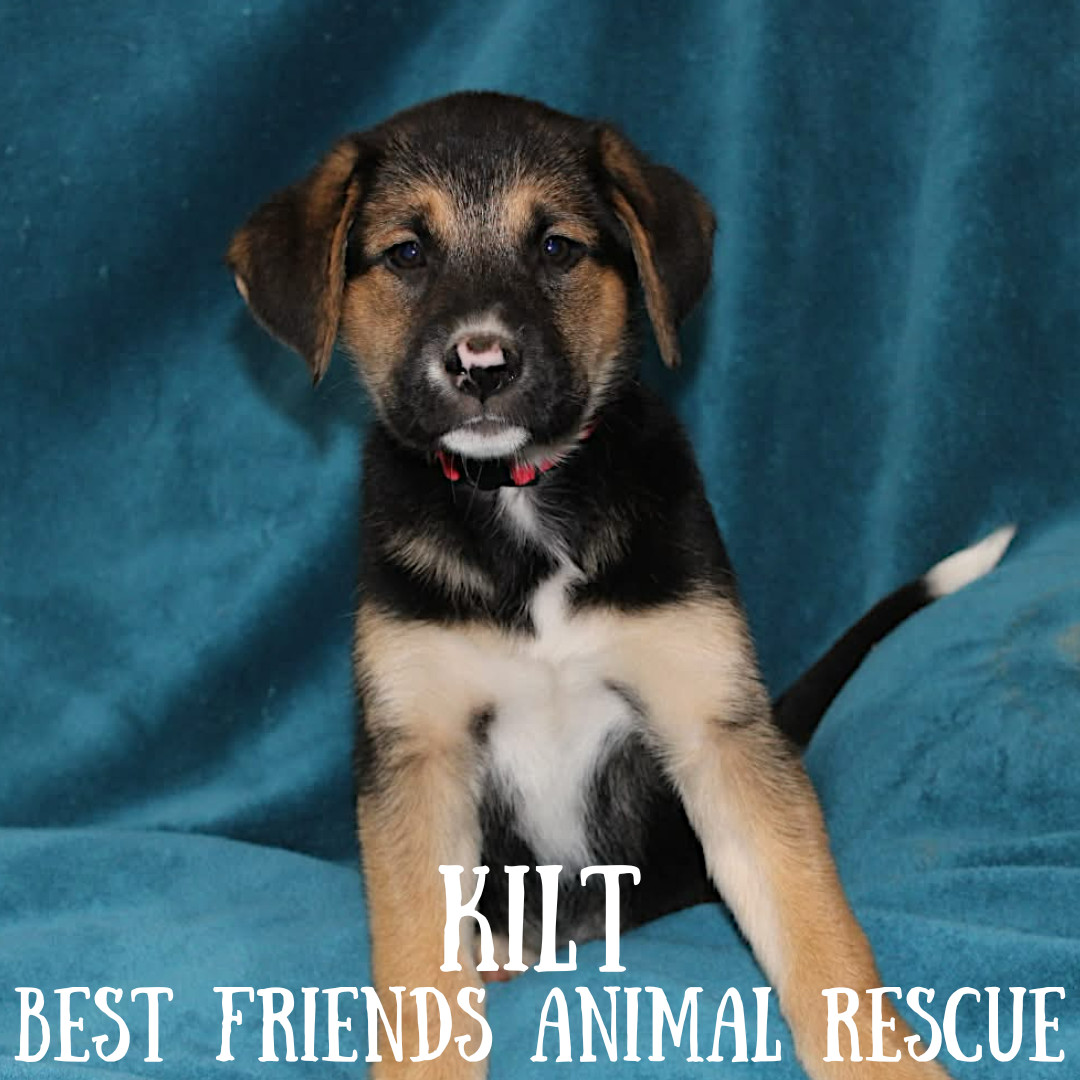 Kilt, an adoptable Labrador Retriever in Wasilla, AK, 99654 | Photo Image 1