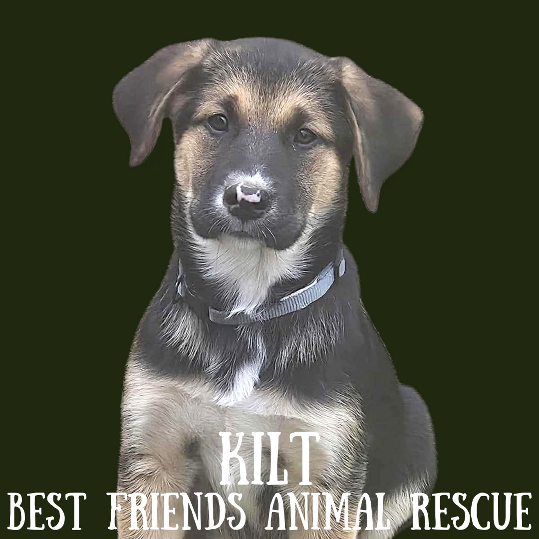 Kilt, an adoptable Labrador Retriever in Wasilla, AK, 99654 | Photo Image 2