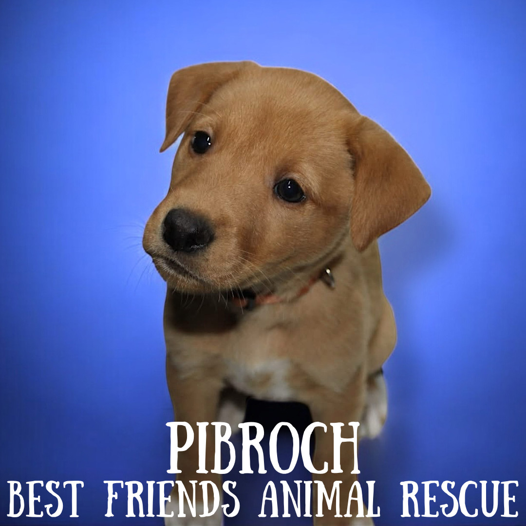 Pibroch