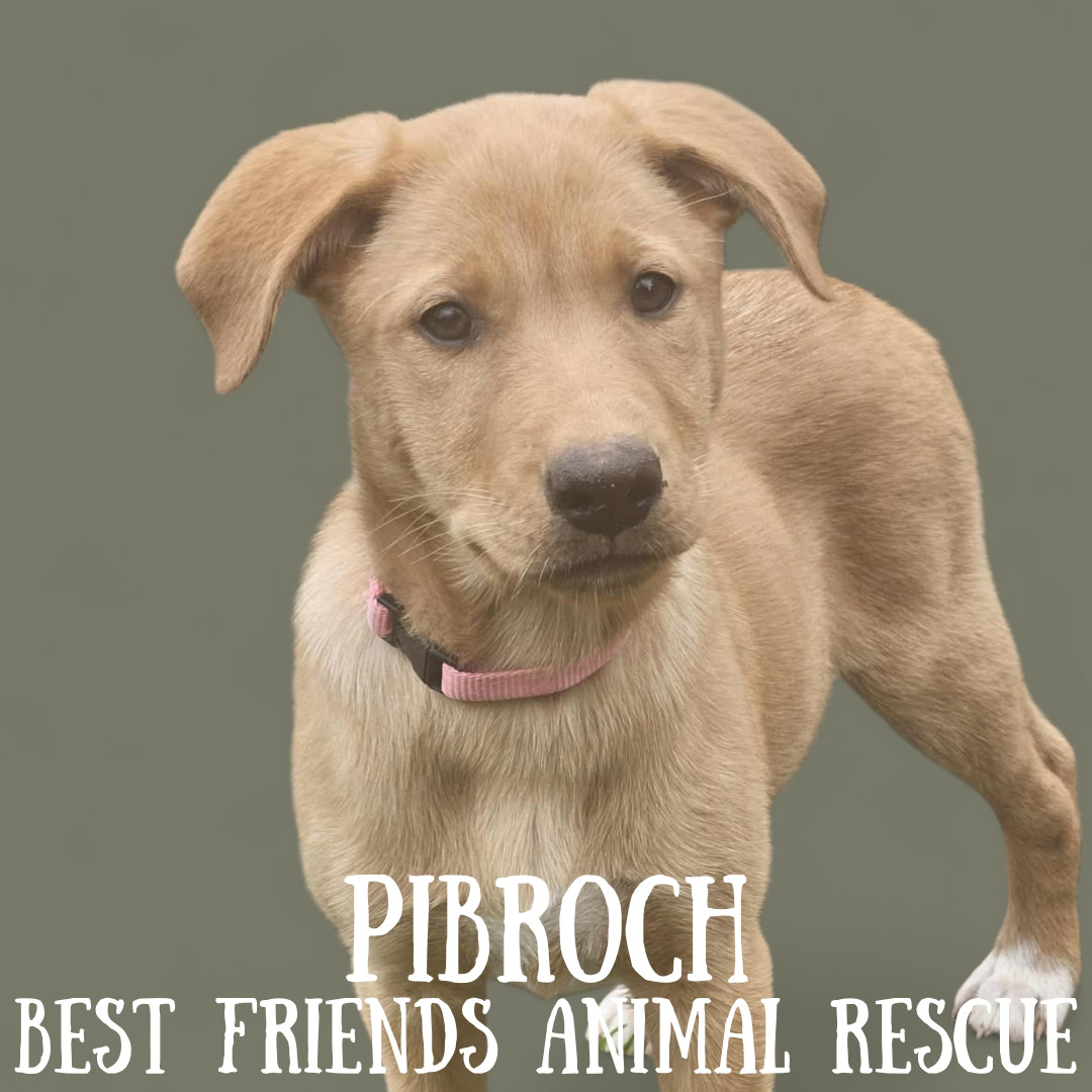Pibroch, an adoptable Labrador Retriever in Wasilla, AK, 99654 | Photo Image 3