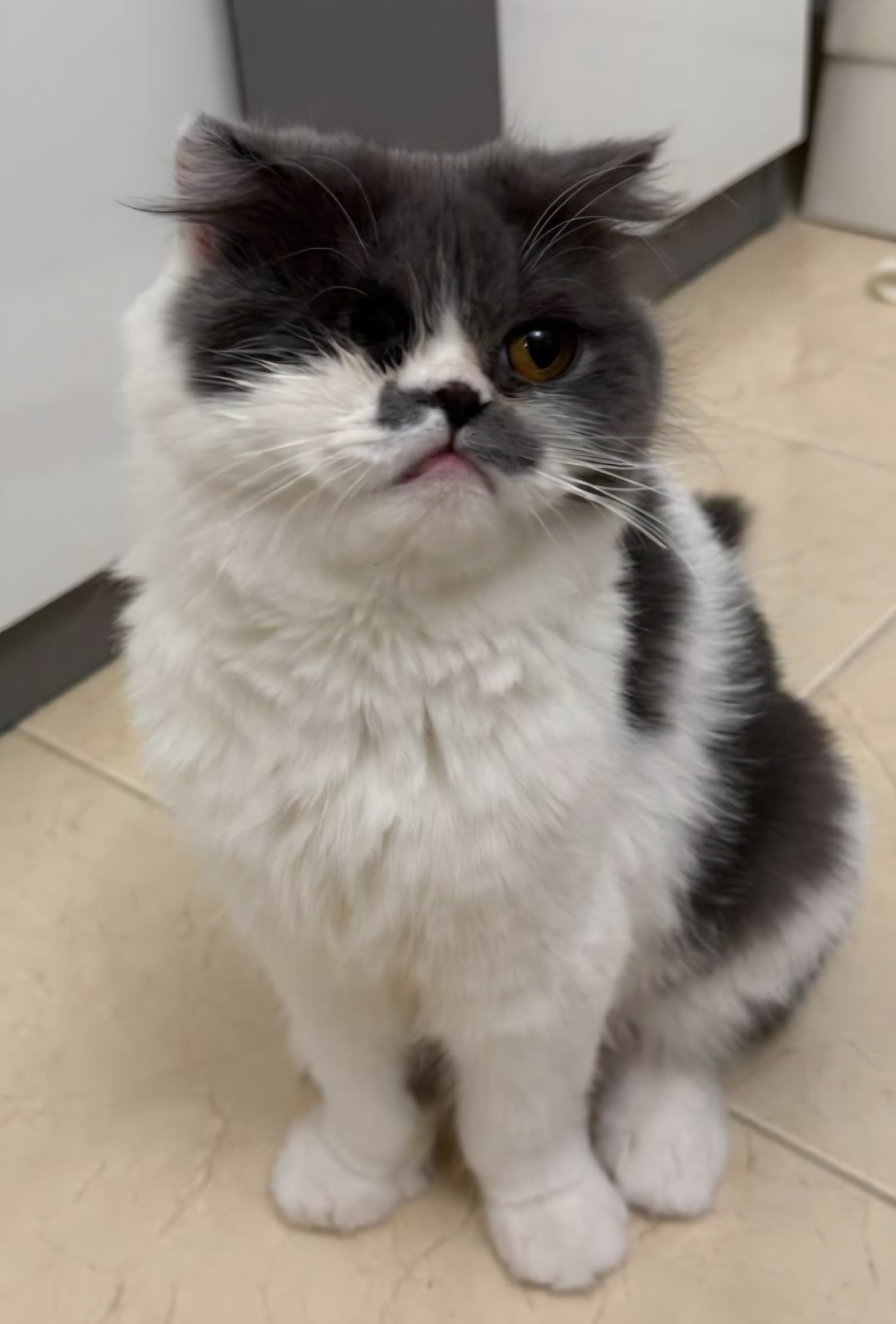 Winnie - SN, an adoptable Persian in Snow Hill, MD, 21863 | Photo Image 1