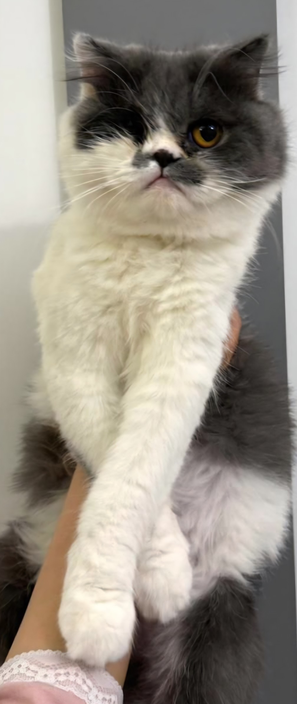 Winnie - SN, an adoptable Persian in Snow Hill, MD, 21863 | Photo Image 2