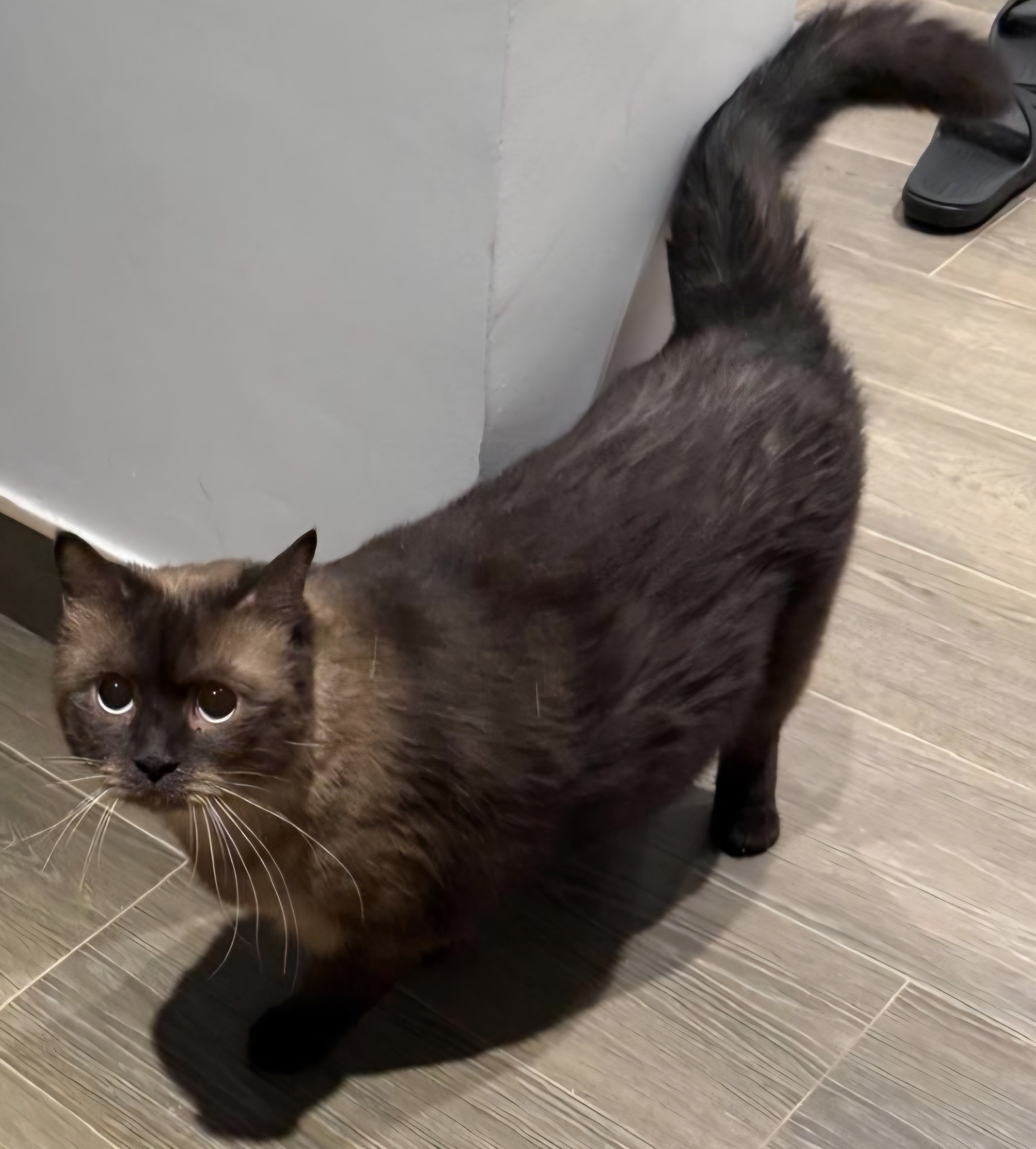 Loutes Brown, an adoptable Burmese in Snow Hill, MD, 21863 | Photo Image 1