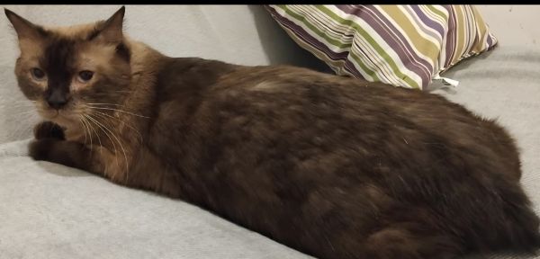 Loutes Brown thumbnail 2