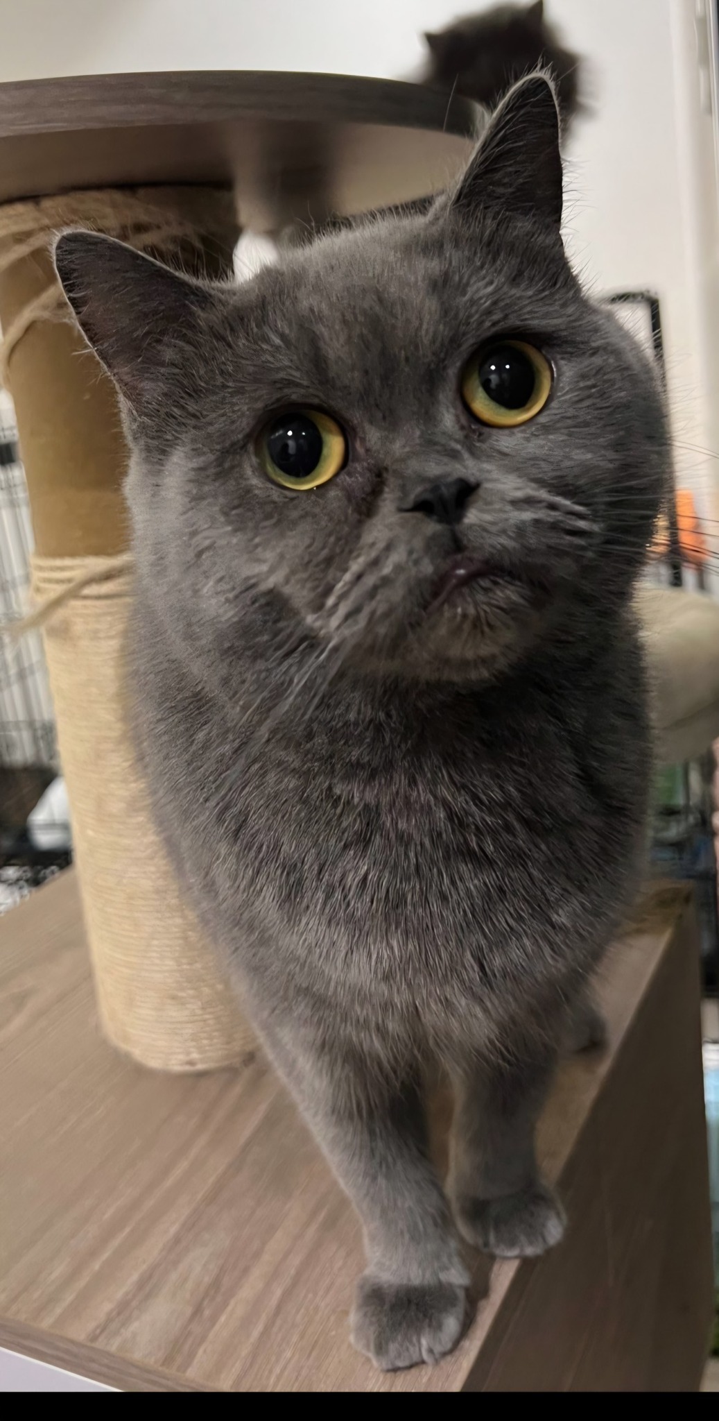 Fiona