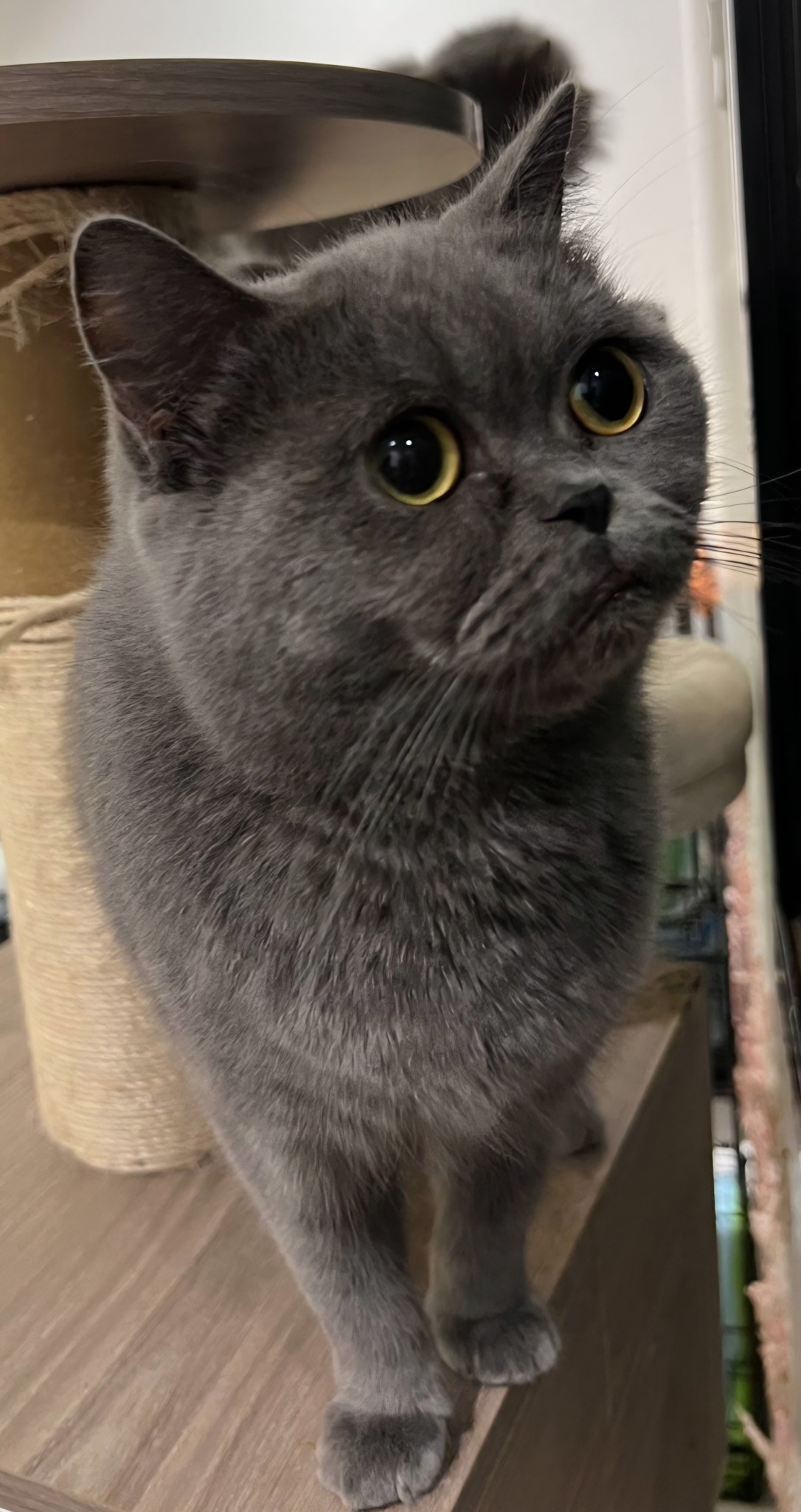 Fiona
