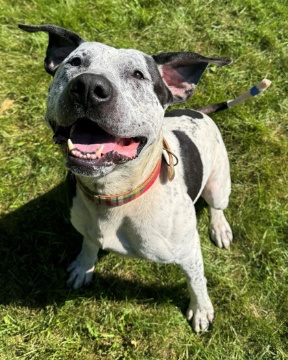 Tank, an adoptable Pit Bull Terrier, Mixed Breed in Willmar, MN, 56201 | Photo Image 1