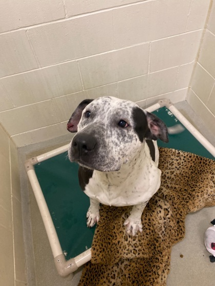 Tank, an adoptable Pit Bull Terrier, Mixed Breed in Willmar, MN, 56201 | Photo Image 2