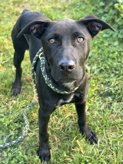 Zuri