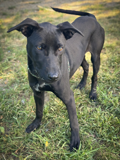 Zuri