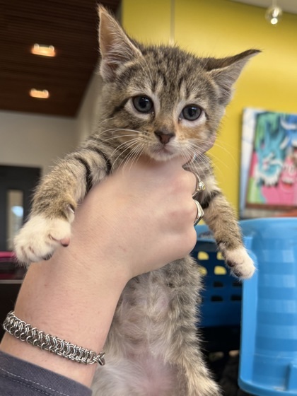 Cricket - ADOPTED